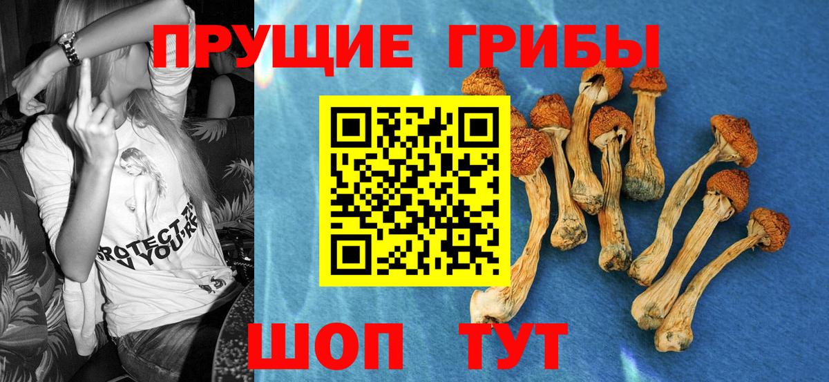 Сальск  Псилоцибиновые грибы GOLDEN TEACHER  даркнет сайт  Галлюциногенные грибы Psilocybine cubensis  Вход с VPN 